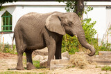 Słoń w zoo 