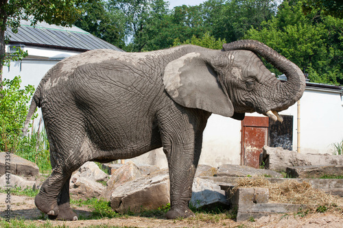 Słoń w zoo 