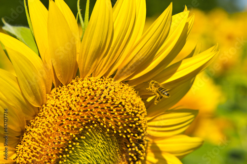 The bee flies up to the sunflower inflorescence.