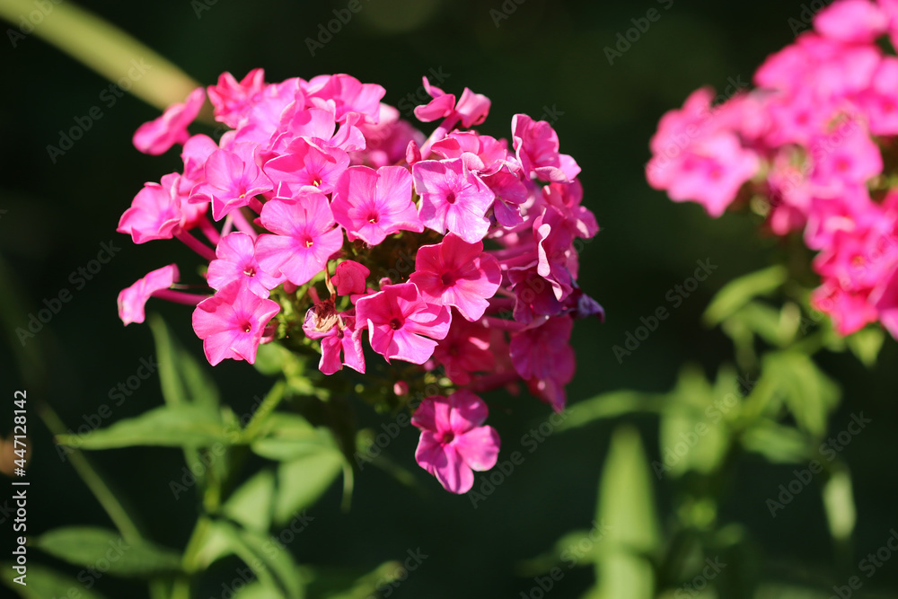 Fototapeta premium Purple flowers phlox paniculata on dark background. Soft blurred selective focus.