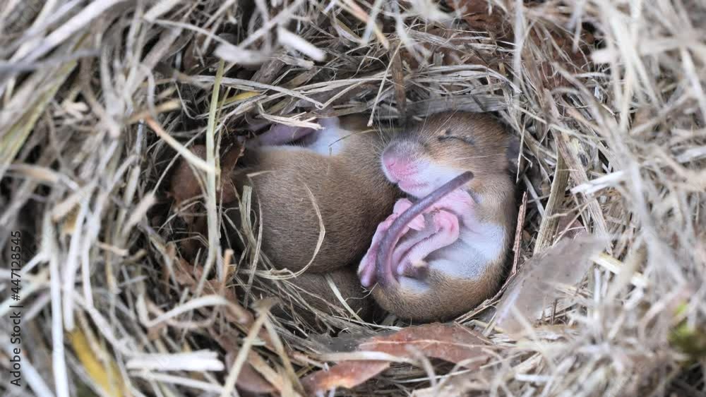 Baby mice sleeping in nest (Mus musculus) Baby mice sleeping in nest (Mus musculus)