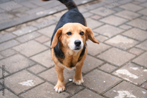 dog in the street photo