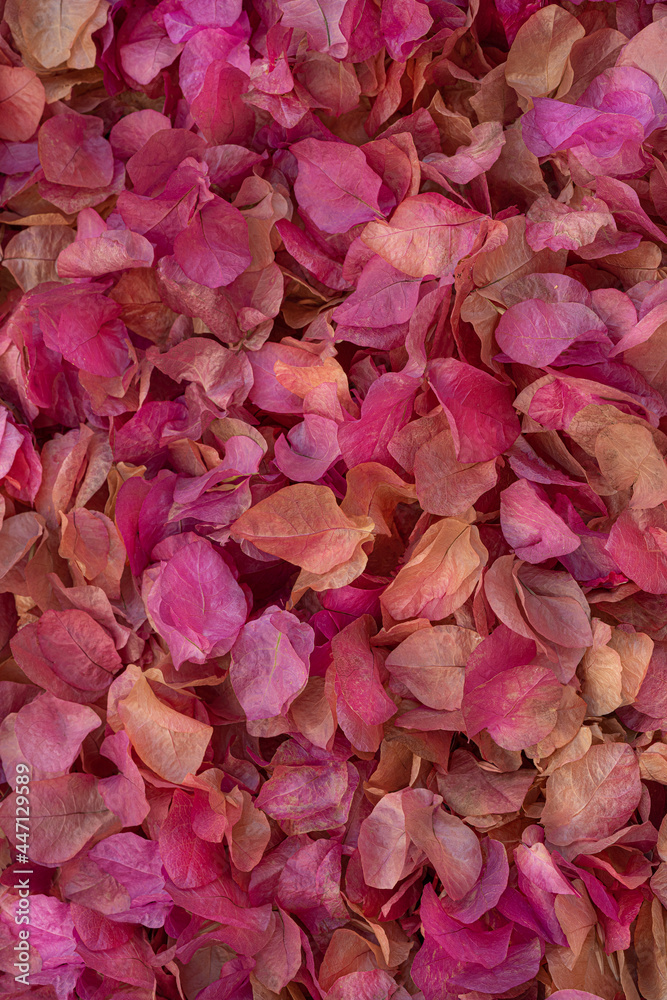 Full Frame Shot Of Pink Flowers.Petal Background For Greeting Card.Copy space.