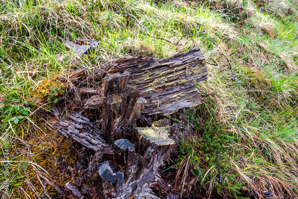 2021 05 15 Cortina tree trunk 2021 05 15 Cortina tree trunk