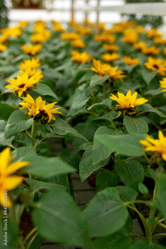 Natural background of beautiful green plants with blooming yellow flower. Nursery of flowers at greenhouse. Beautiful plants for sale at garden. Natural background of beautiful green plants with blooming yellow flower. Nursery of flowers at greenhouse. Beautiful plants for sale at garden.
