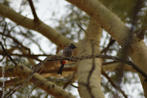 red winged blackbird in frame - Red-Vented bulbul Syntefic Name - Pycnonotidae it is resident breeder across the Indian subcontinent © Sumit