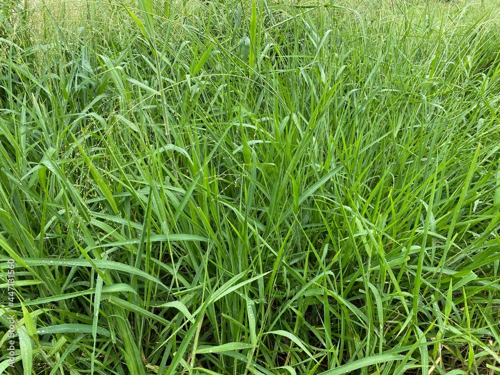 green grass background green grass background