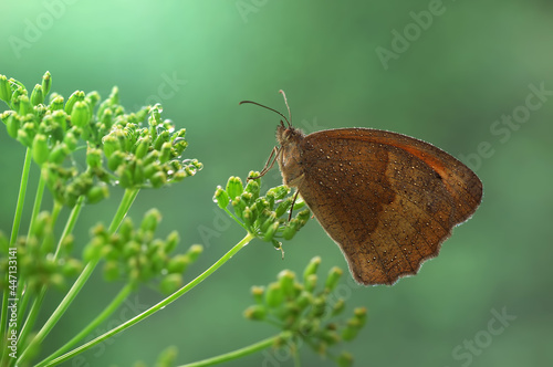  Motyl  brązowy - Maniola jurtina photo