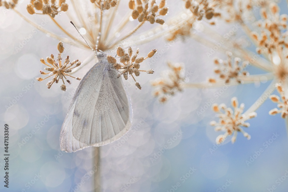 Farfalla bianca- Pieris brassicae - obrazy, fototapety, plakaty 