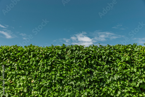 Buchenhecke nach einem Heckenschnitt im Sommer