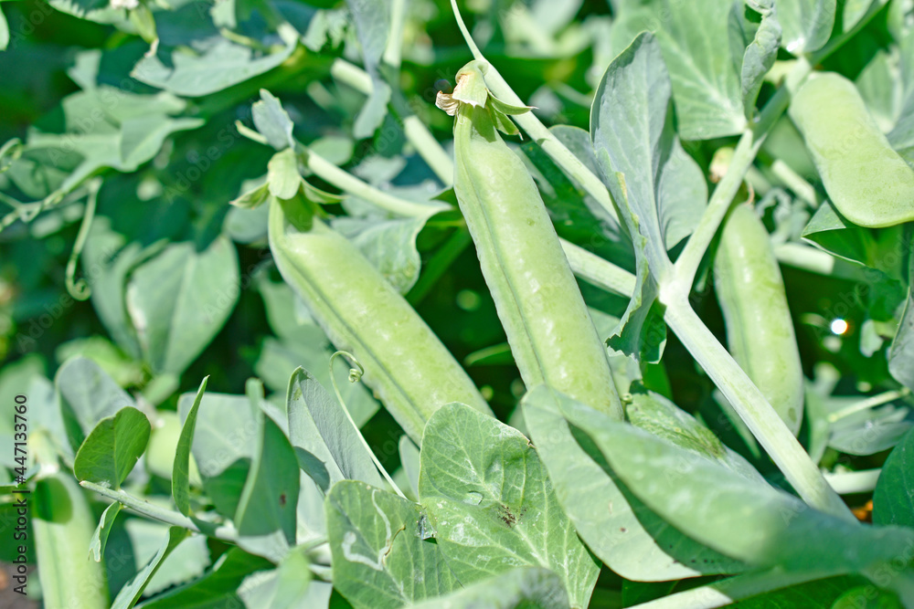 Green pea pods in the garden in summer