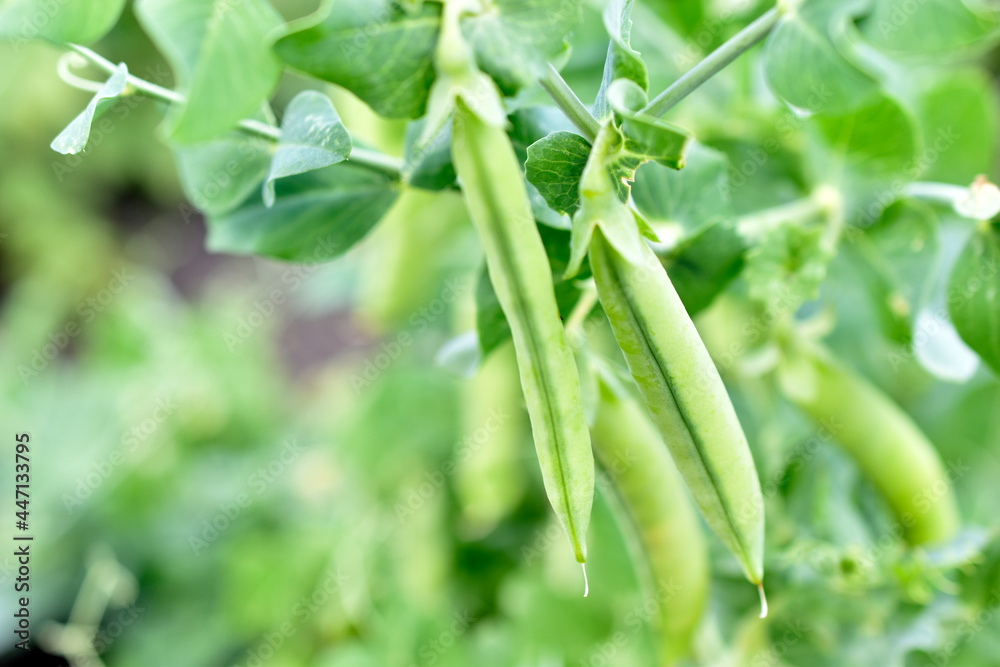 Green pea pods in the garden in summer Green pea pods in the garden in summer