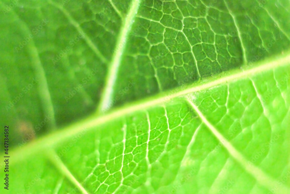 Detailed Green Leaf, Textured Macro Closeup Large Detailed Horizontal Background Texture Pattern Copy Space Detailed Green Leaf, Textured Macro Closeup Large Detailed Horizontal Background Texture Pattern Copy Space