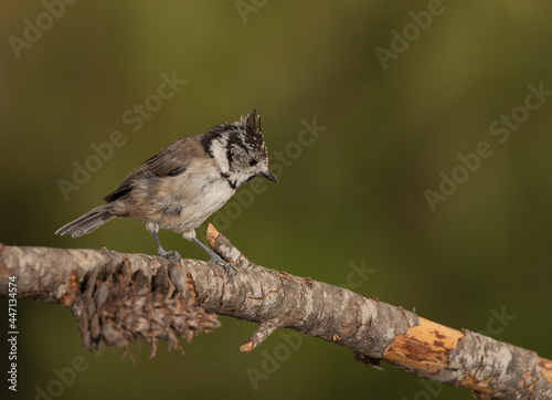 crested tit perched on a dry pine branch (lophophanes cristatus)
