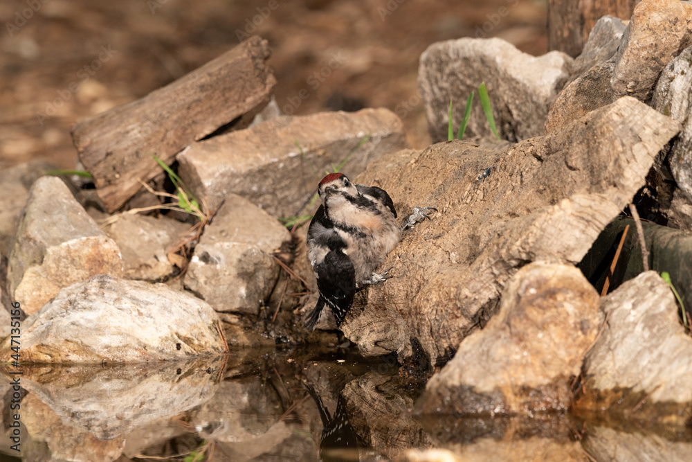 woodpecker perched on a cork trunk and drinking and bathing in the forest pond (Dendrocopos major) woodpecker perched on a cork trunk and drinking and bathing in the forest pond (Dendrocopos major)