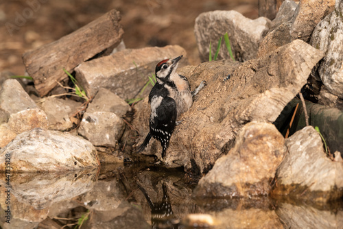 woodpecker perched on a cork trunk and drinking and bathing in the forest pond (Dendrocopos major)