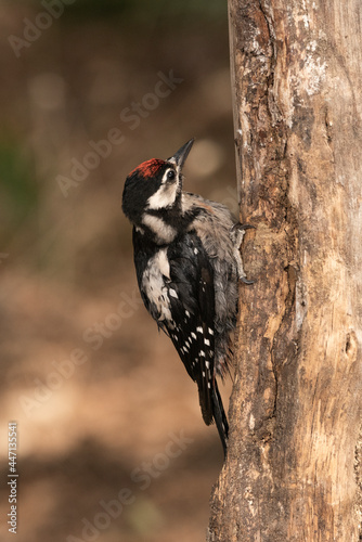 woodpecker perched on an old log looking for insects (dendrocopos major)