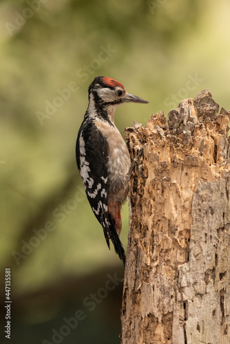 woodpecker perched on an old log looking for insects (dendrocopos major)