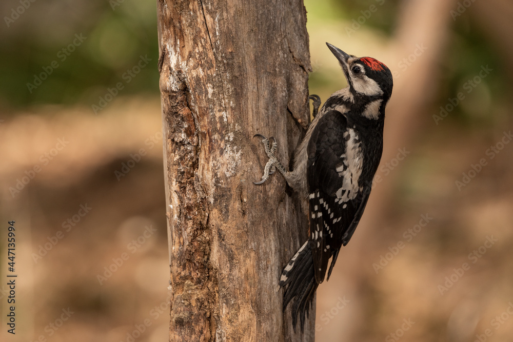 woodpecker perched on an old log looking for insects (dendrocopos major) woodpecker perched on an old log looking for insects (dendrocopos major)
