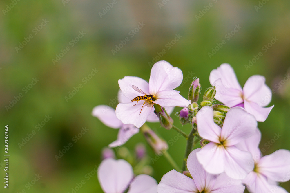 Hover Fly (Flowerfly) pollinating Maine wildflowers Hover Fly (Flowerfly) pollinating Maine wildflowers