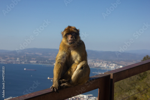 Mono sentado en barandilla con Gibraltar de fondo.  © Rafael