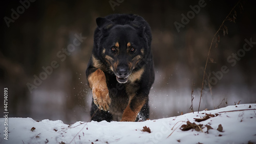 Принти на полотні A dog running out from behind a hillock