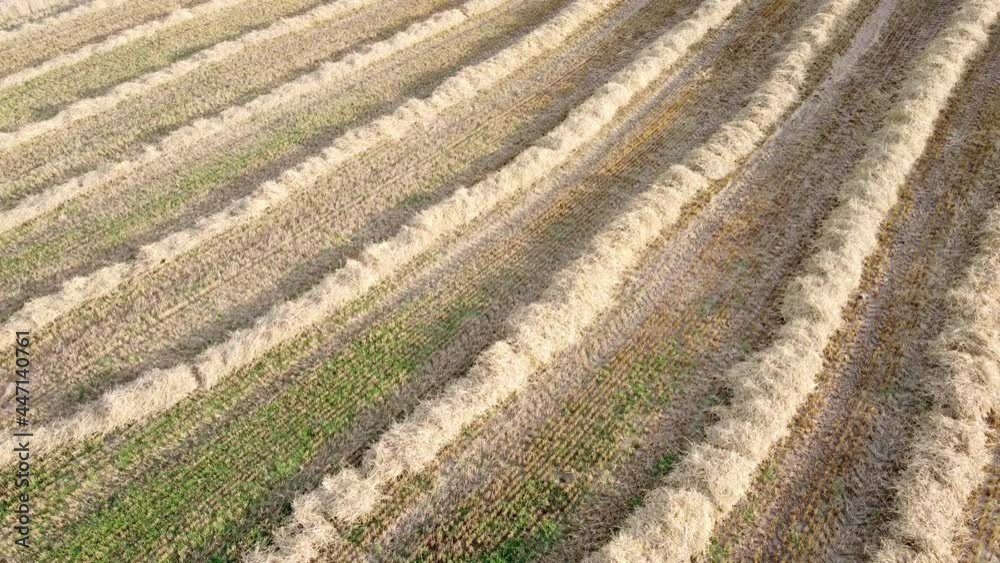 Drohnenaufnahme, abgeerntetes Getreidefeld mit Strohreihen Drohnenaufnahme, abgeerntetes Getreidefeld mit Strohreihen