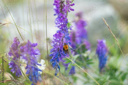 Isolated specimen of honey bee while sucking nectar from lavender flowers on natural background