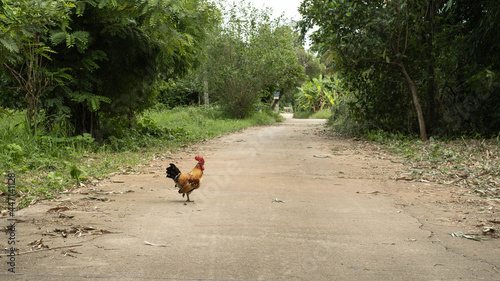 Chickens walk on the road looking for food. © Ruttinan