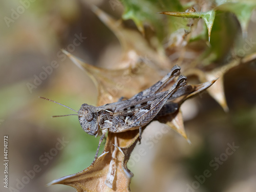 Grasshopper in its natural environment. Macro photography. © Eduardo Estellez