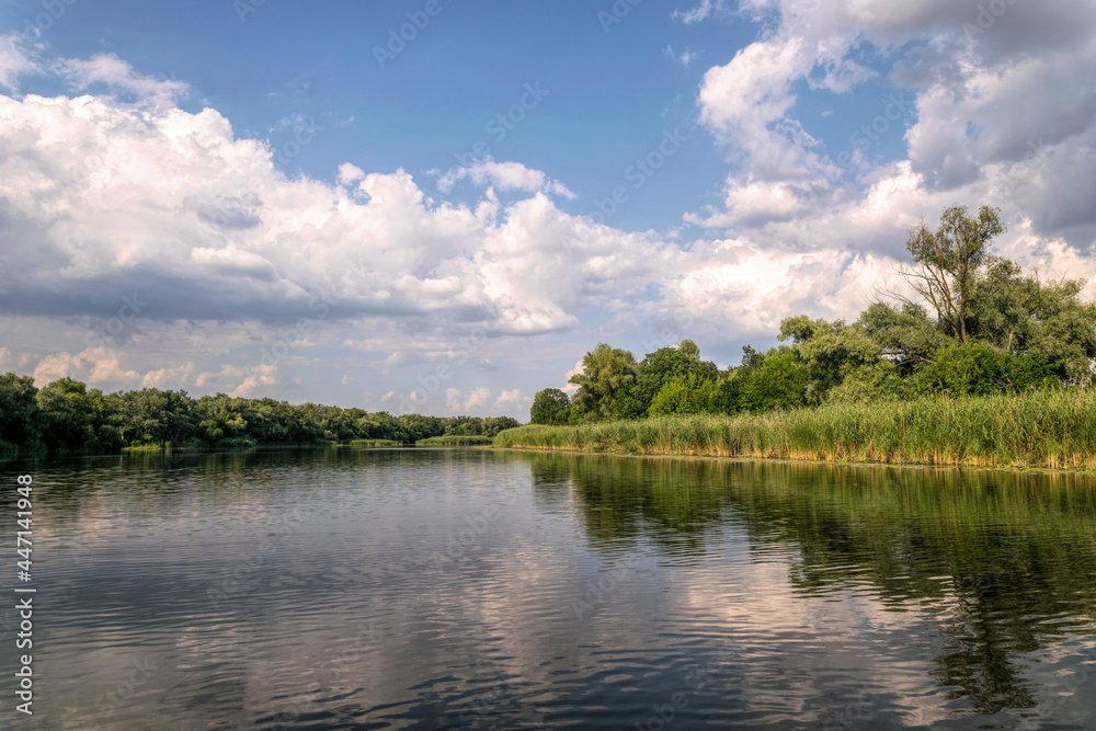 Thickets of reeds on the swampy banks of a river in Louisiana, USA