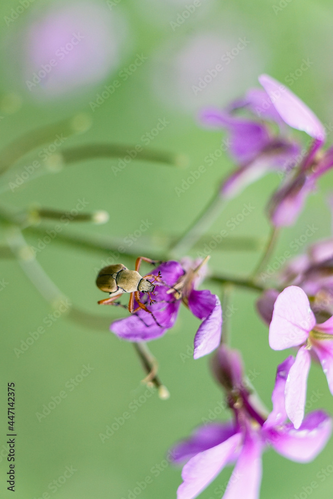 Fototapeta premium Leaf Cutter Beetle adventuring through Maine wildflowers