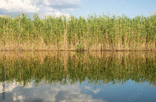 Thickets of reeds on the swampy banks of a river in Louisiana, USA photo