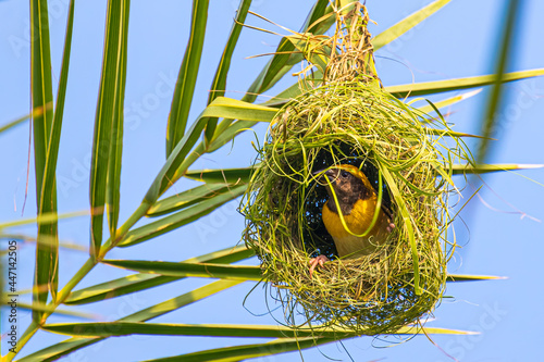 Weaver bird in process of weaving nest