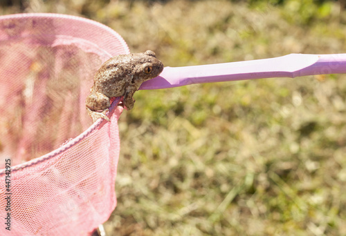 On the handle of a children's pink net net sits a gray earthen frog photo