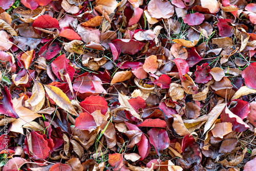 Background of Autumn tree leaves changing autumn colour mix