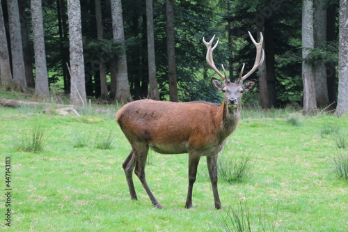 Fototapeta Naklejka Na Ścianę i Meble -  Young deer in a green meadow