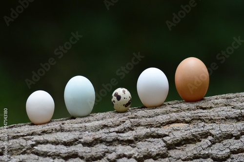 Chicken, Hen and Quail Eggs 