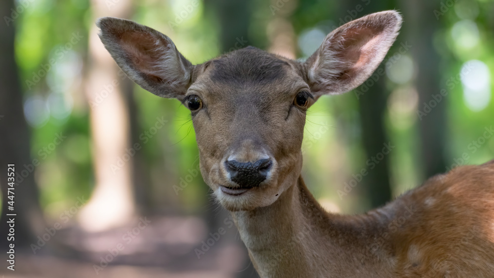 deer, tier, wild lebende tiere, natur, säugetier, wild, braun, antilope, hirschkuh, deer, tier, wild lebende tiere, natur, säugetier, wild, braun, antilope, hirschkuh,