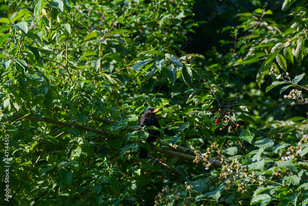 Blackbird sits on a branch in the green tree Blackbird sits on a branch in the green tree