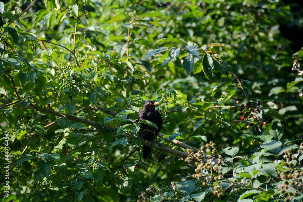 Fototapeta premium Blackbird sits on a branch in the tree