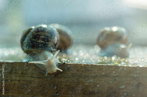 Large snails Helix Aspersa Maxima under running water on a snail farm. Breeding edible snails. Business. photo