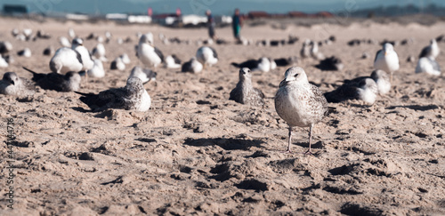 Portrait of a seagull, standing in the sand in front and behind a blurred background with sleeping seagulls