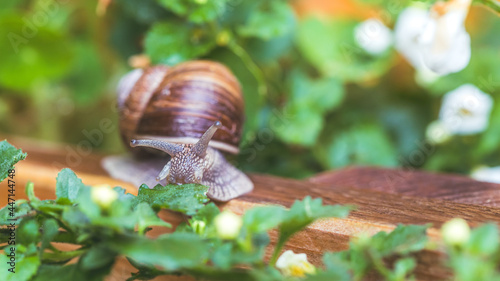 Snail between flowers and leaves in the own garden, close up