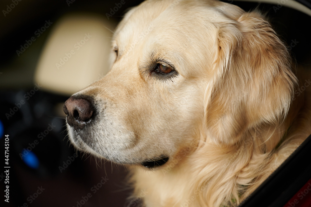 Joyka the Golden Retriever is waiting in the car trunk to drive for a hike in the forest near Sewickley, Pennsylvania, USA. July 2021. The dog has expressive dark brown eyes with white eyelashes.
Joyka the Golden Retriever is waiting in the car trunk to drive for a hike in the forest near Sewickley, Pennsylvania, USA. July 2021. The dog has expressive dark brown eyes with white eyelashes.