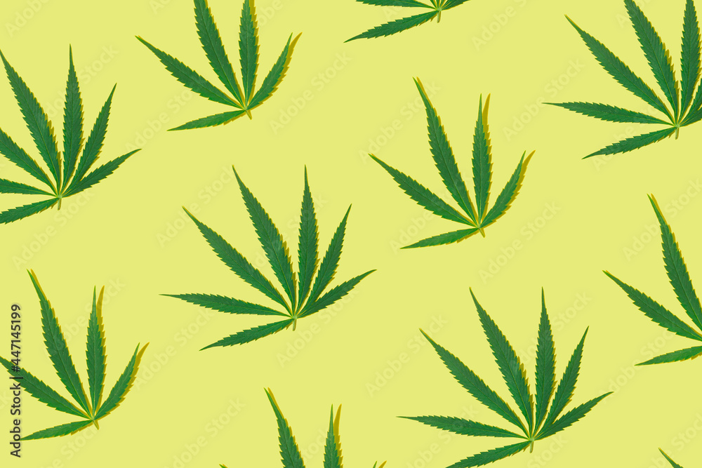 Green marijuana leaves on a yellow background. Minimal pattern flat lay. Green marijuana leaves on a yellow background. Minimal pattern flat lay.
