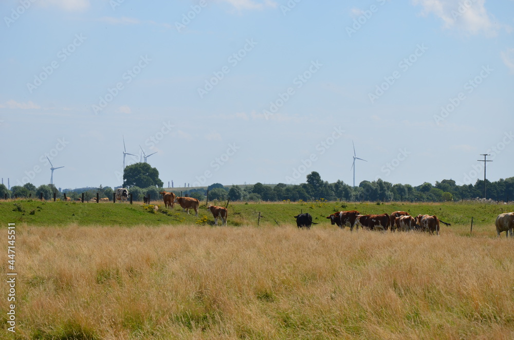 Naklejka premium cows in the field