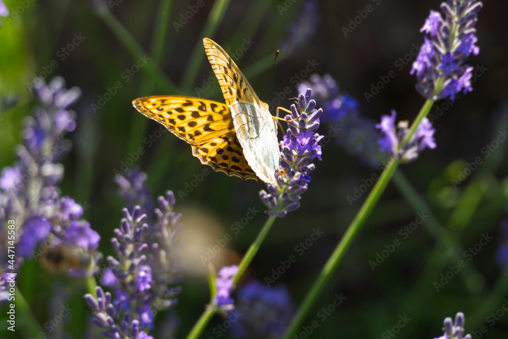 Silver-washed Fritillary butterfly (Argynnis paphia) with partially open wings sitting on lavender in Zurich, Switzerland Silver-washed Fritillary butterfly (Argynnis paphia) with partially open wings sitting on lavender in Zurich, Switzerland