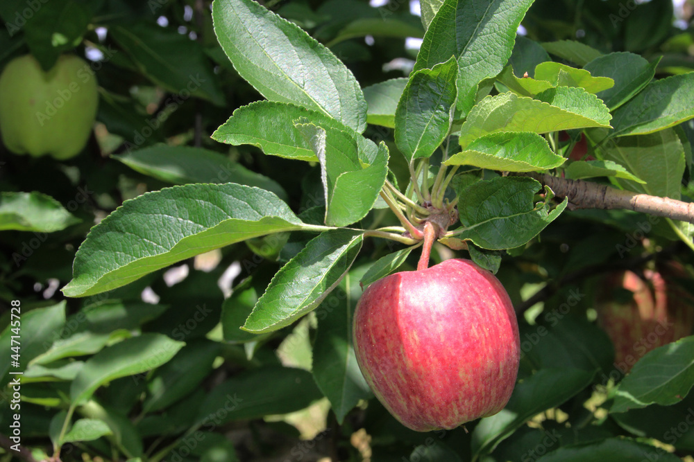 Single red apple growing on tree in sun Single red apple growing on tree in sun