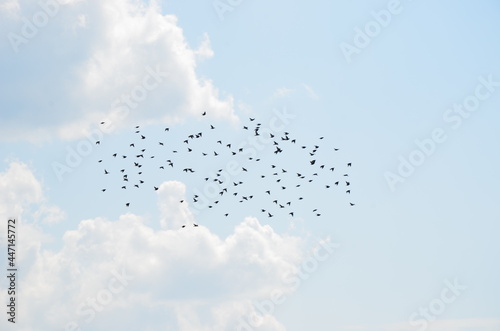 bird swarm in the sky